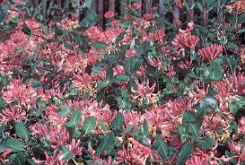 Attēlu rezultāti vaicājumam “Lonicera”