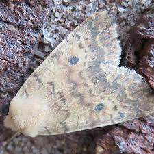 Attēlu rezultāti vaicājumam “Leucodonta bicoloria imago”