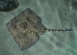 Image result for Raja brachyura