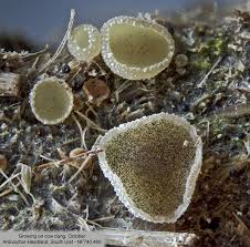 Attēlu rezultāti vaicājumam “Ascobolus furfuraceus”