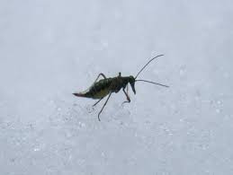 Attēlu rezultāti vaicājumam “Boreus”