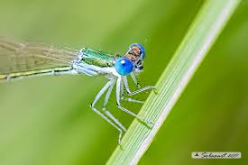Attēlu rezultāti vaicājumam “Nehalennia speciosa”