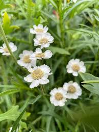 Image result for Achillea Ptarmica