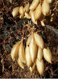 Attēlu rezultāti vaicājumam “Astragalus danicus fruit”