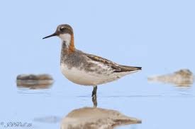 Attēlu rezultāti vaicājumam “Phalaropus lobatus”