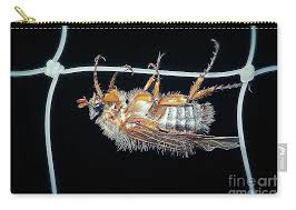 Attēlu rezultāti vaicājumam “Amphimallon solstitiale”