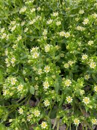 Attēlu rezultāti vaicājumam “Honckenya peploides flower”