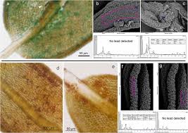 Attēlu rezultāti vaicājumam “Tortula muralis”