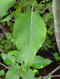 Attēlu rezultāti vaicājumam “Populus x jackii leaf”