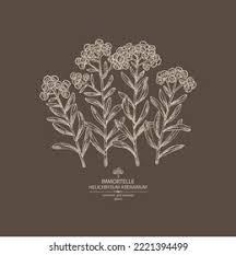 Attēlu rezultāti vaicājumam “Helichrysum arenarium leaf”