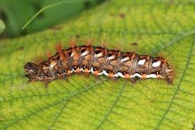 Attēlu rezultāti vaicājumam “Acronicta rumicis imago”