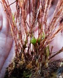 Attēlu rezultāti vaicājumam “Polytrichum commune var. perigoniale”