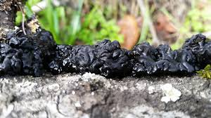 Attēlu rezultāti vaicājumam “Exidia glandulosa”