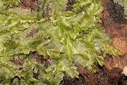 Attēlu rezultāti vaicājumam “Lophocolea heterophylla”