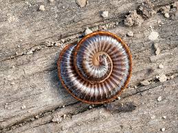 Attēlu rezultāti vaicājumam “Ommatoiulus sabulosus”