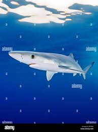 Image result for Nasolamia velox