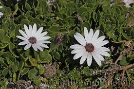 Image result for Dimorphotheca pluvialis