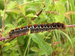 Attēlu rezultāti vaicājumam “Eriogaster lanestris larva”