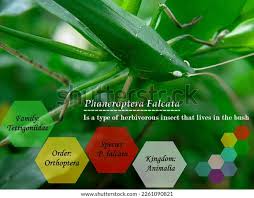 Attēlu rezultāti vaicājumam “Phaneroptera falcata”