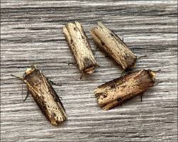 Attēlu rezultāti vaicājumam “Axylia putris”