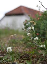 Attēlu rezultāti vaicājumam “Trifolium montanum”