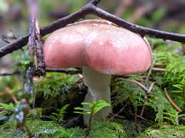 Attēlu rezultāti vaicājumam “Gomphidius roseus”