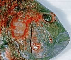 Image result for Archosargus probatocephalus