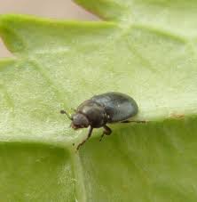 Attēlu rezultāti vaicājumam “Meligethes sp.”