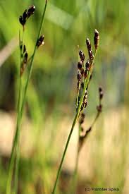 Attēlu rezultāti vaicājumam “Juncus compressus”