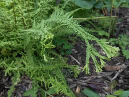 Attēlu rezultāti vaicājumam “Athyrium filix-femina”
