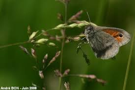 Attēlu rezultāti vaicājumam “Coenonympha pamphilus upperside”