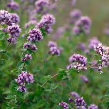 Attēlu rezultāti vaicājumam “Origanum vulgare leaf”