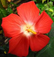 Image result for Abelmoschus moschatus