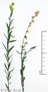 Attēlu rezultāti vaicājumam “Linaria loeselii leaf”