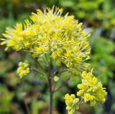 Attēlu rezultāti vaicājumam “Thalictrum flavum”