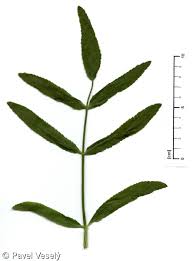 Attēlu rezultāti vaicājumam “Sium latifolium leaf”