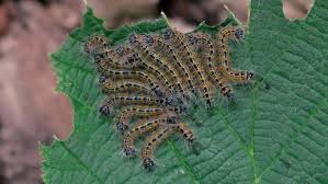 Attēlu rezultāti vaicājumam “Phalera bucephala larva”