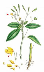 Attēlu rezultāti vaicājumam “Impatiens parviflora fruit”