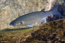 Image result for Chelon labrosus