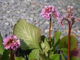 Attēlu rezultāti vaicājumam “Bergenia crassifolia flower”