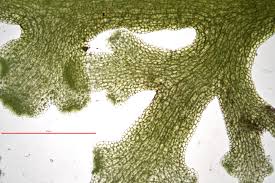 Attēlu rezultāti vaicājumam “Riccardia multifida”