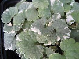 Image result for Glechoma hederacea