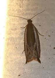 Attēlu rezultāti vaicājumam “Ancylis apicella”