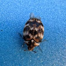 Attēlu rezultāti vaicājumam “Anthrenus verbasci”