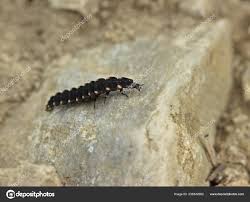 Attēlu rezultāti vaicājumam “Lampyris noctiluca larva”