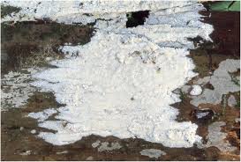 Attēlu rezultāti vaicājumam “Skeletocutis stellae”