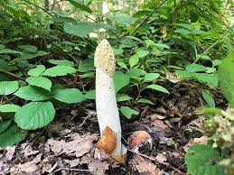 Attēlu rezultāti vaicājumam “Phallus impudicus”