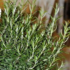 Image result for Rosmarin