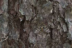 Attēlu rezultāti vaicājumam “Arichanna melanaria”