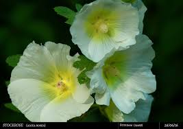 Image result for Stockrose